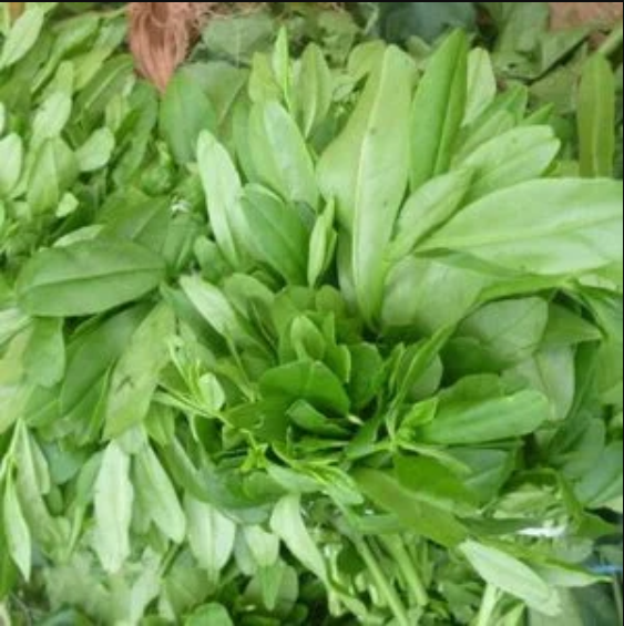 Water Leaves (Ngi-Ngia)