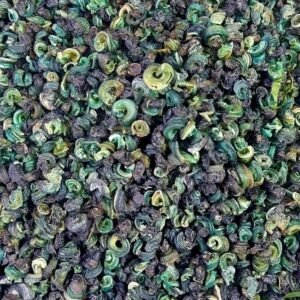 Periwinkle
