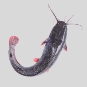 Cat Fish (Frozen)