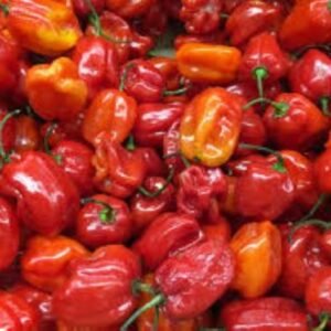Fresh Habanero pepper(Ata Rodo)