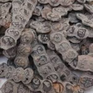 Nep Nep Seed (Bagaruwa/ Eso Booni)